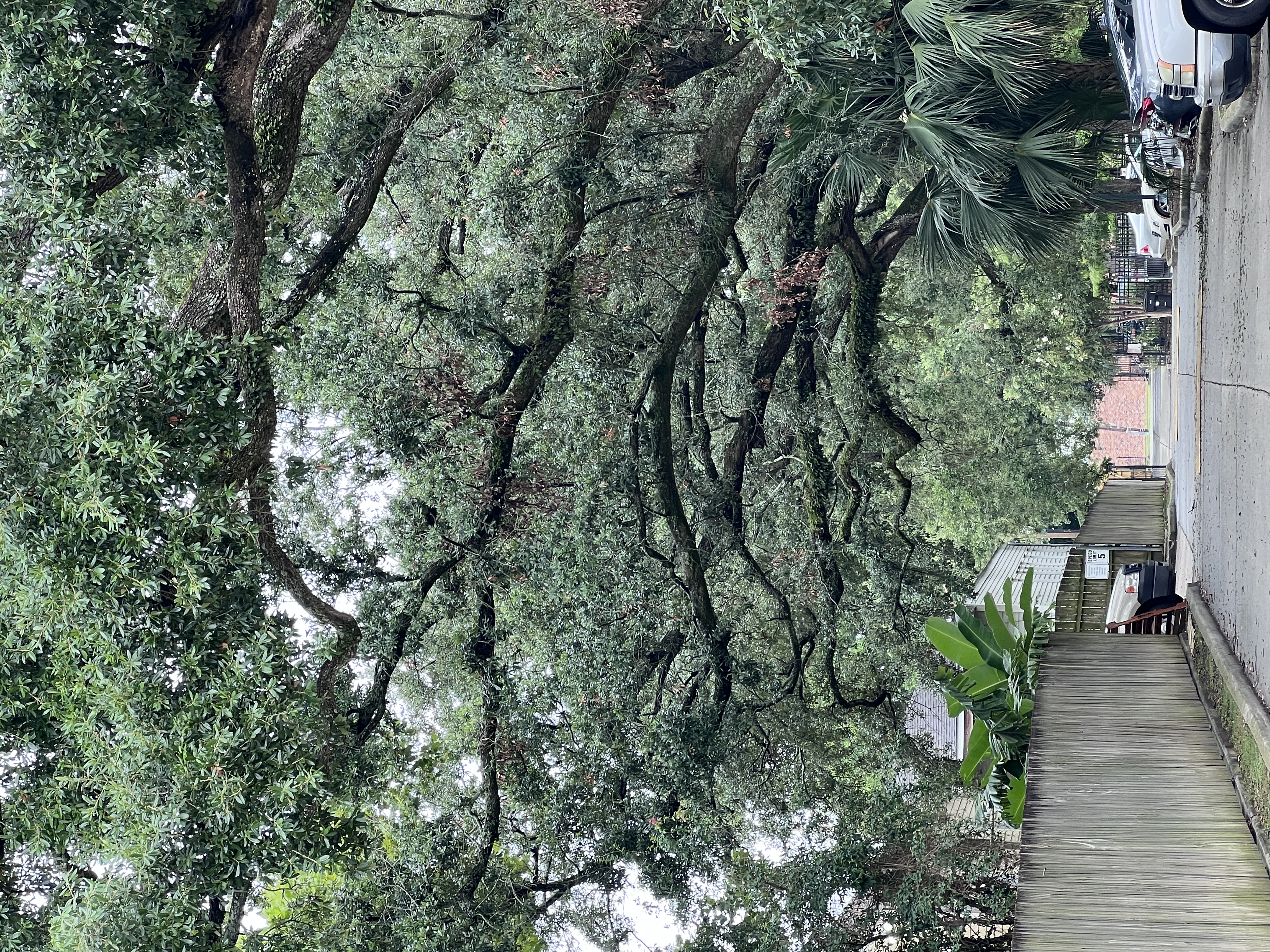 A photo of the lush overhanging trees in the Garden District of New Orleans