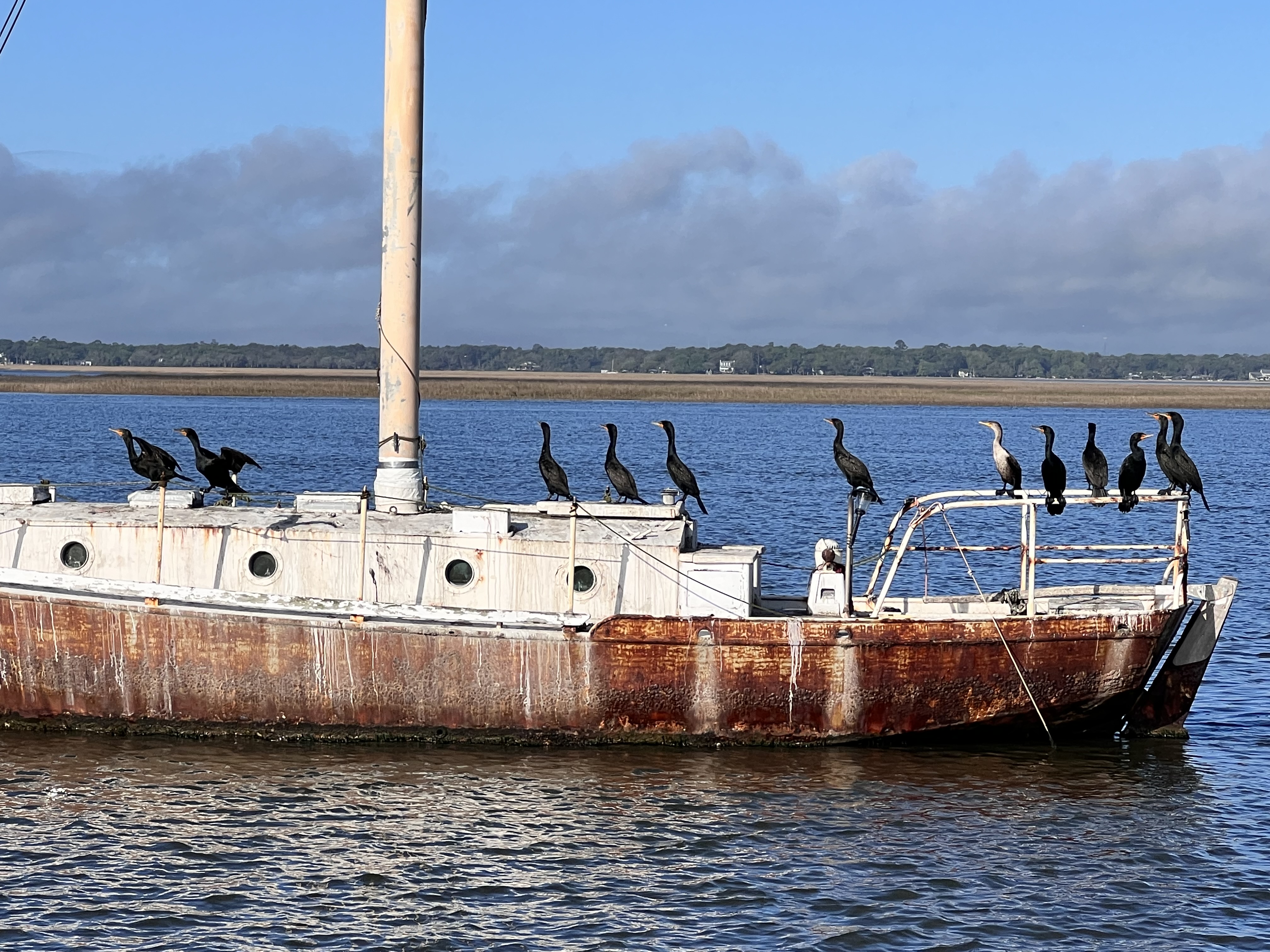 Rusted boat in the Intercoastal waterway with birds