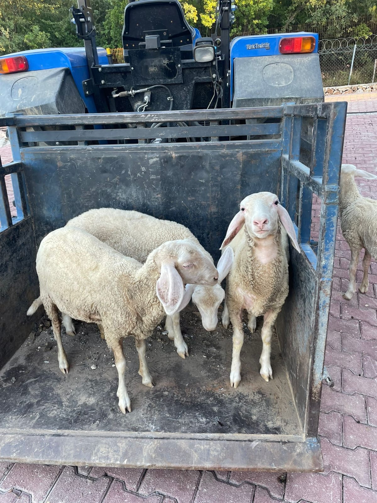 A Writer’s Day in the Life on a Farm