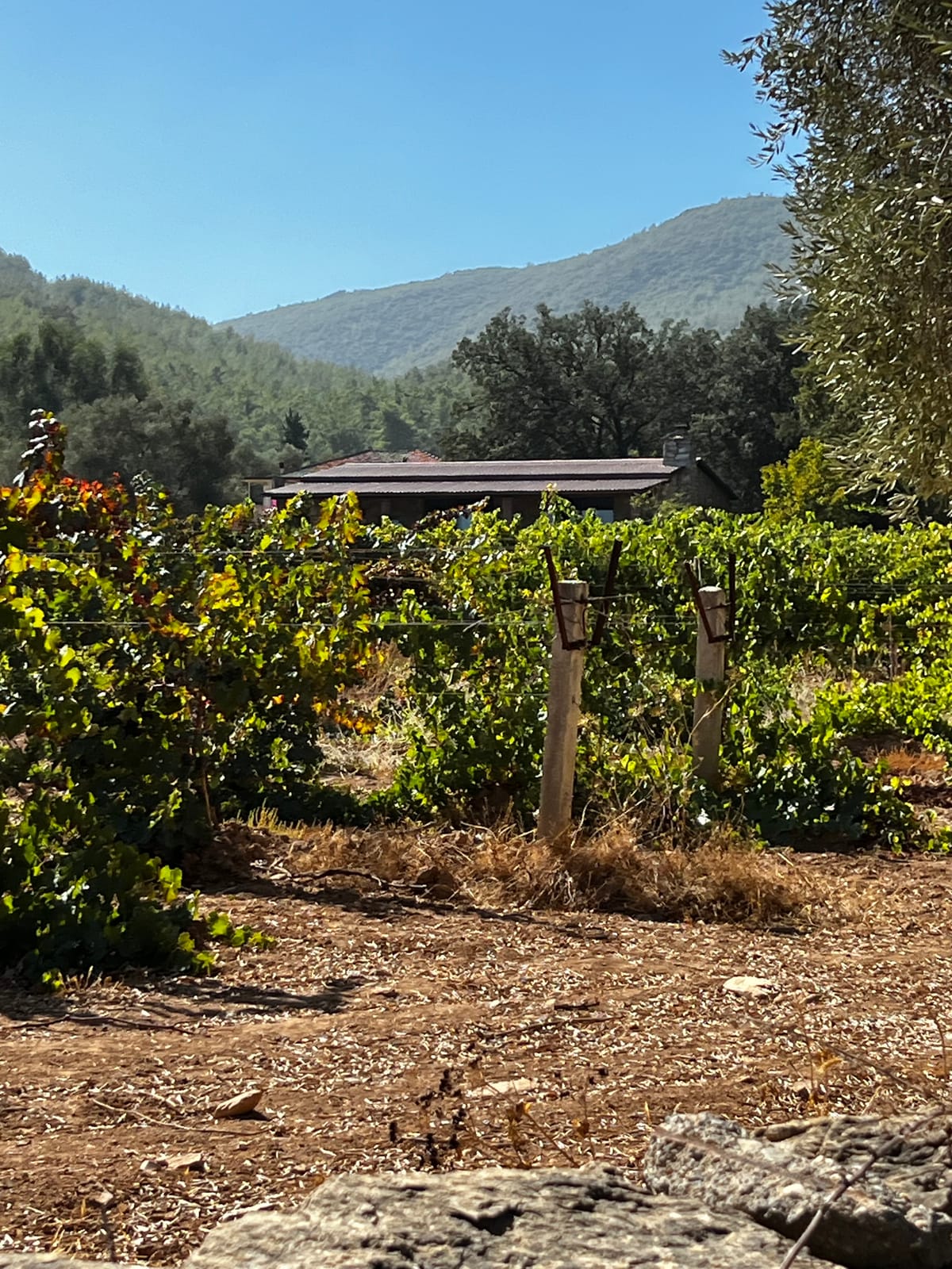 Wine, Ruins, Carpets and a Village