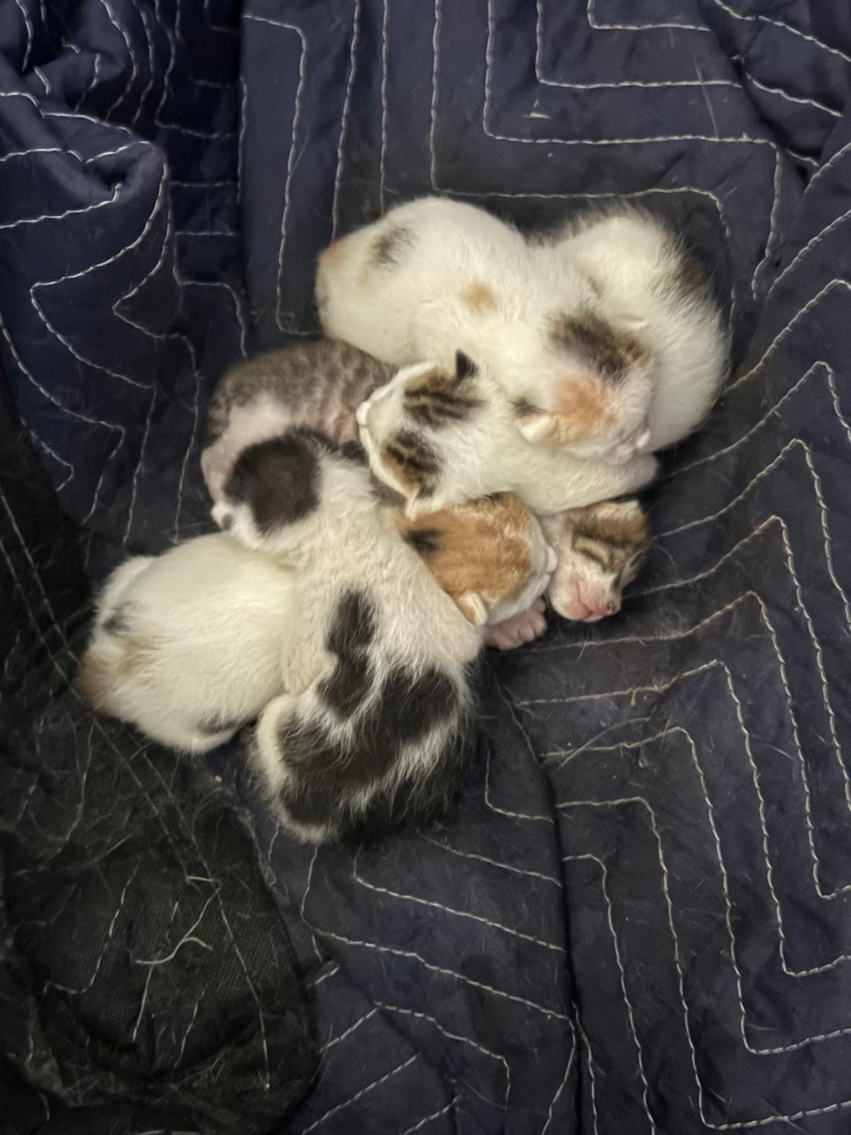 An Explosion of Life--and Death