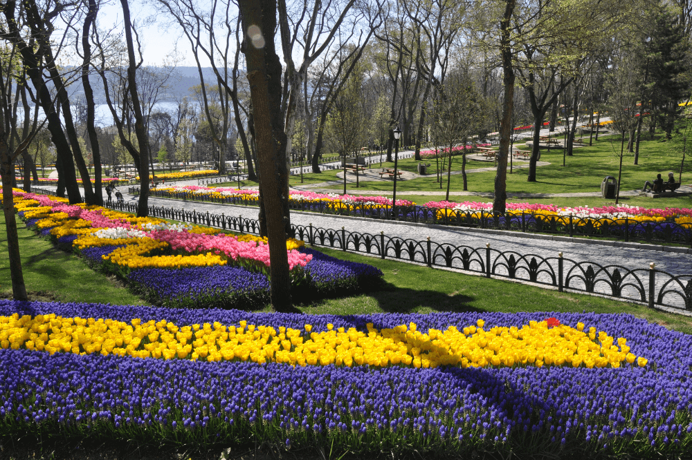 Tulips in Istanbul
